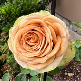 Teddy's Rose Plant|泰迪熊 image 0