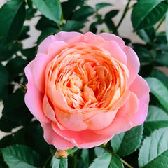 Juzi Rose Plant|橘子 image 1
