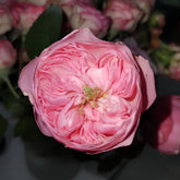 Pin-up Rose Plant|海报画 image 0