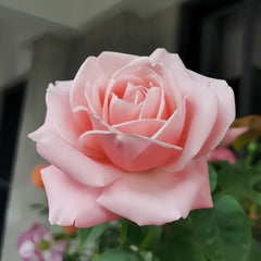 Rose Angers Rose Plant|娇媚昂热城堡 image 2
