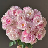 Martha Rose Plant|玛莎 image 0