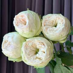 Whitby Abbey Rose Plant|惠特比修道院 image 1