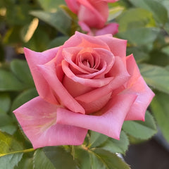 Barista Rose Plant|咖啡师 image 3