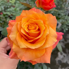 Free Spirit Rose Plant | 火灵鸟 image 3