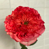 Coral Reeva Rose Plant|珊瑚丽娃 image 0