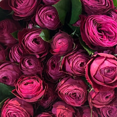Dima Bombastic Rose Plant|浮夸迪马 image 1