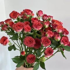Chocolate Bubbles Rose Plant|巧克力泡泡 image 1