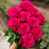 Hotspot Rose Plant|热点 image 0