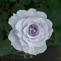 Qise rose plant|霁色 image 2