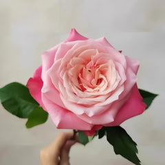 Alter Ego Rose Plant|闺蜜 image 1