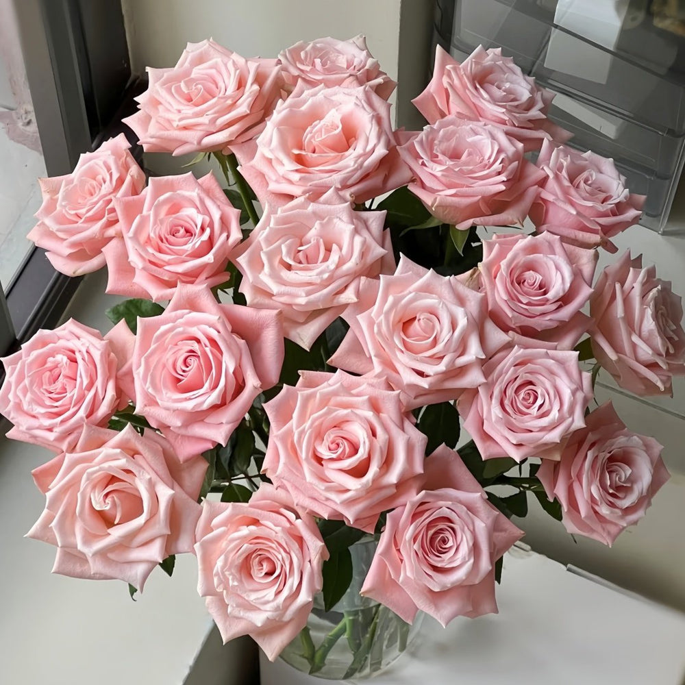 Almond Milk Candy Rose Plant|杏仁奶糖 image 0