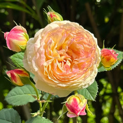 Rosomane Janon Rose Plant | 罗曼尼詹森 image 1