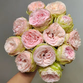 Baby Chameleon Rose Plant|宝贝变色龙 image 0