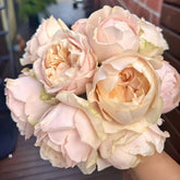 Unforgettable Rose Plant|难忘 image 0