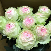 Armure Blanche Rose Plant |幻彩 image 0