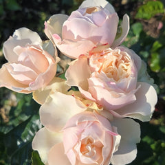 Darlington Rose Plant | 达林顿 image 3