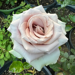 Amnesia Rose Plant|失忆 image 1