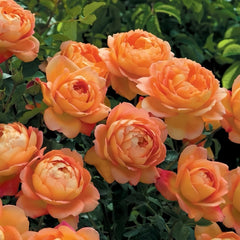Lady Of Shalott Rose Plant | 夏洛特夫人 image 3
