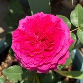 Hettie Rose plant|海蒂 image 0