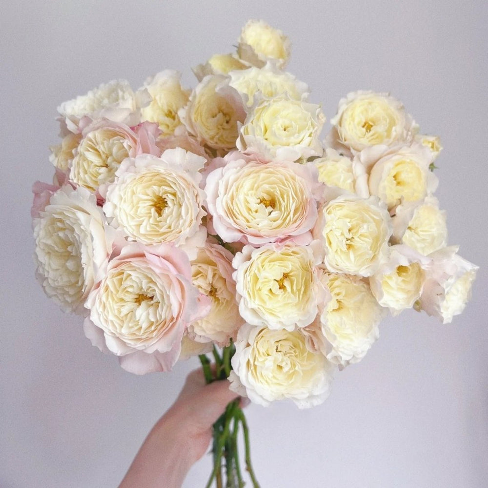 Jolie Fille Rose Plant|可爱少女 image 0