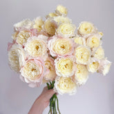 Jolie Fille Rose Plant|可爱少女 image 0