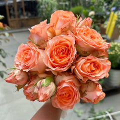 Orange Romantica Rose Plant|浪漫橙色 image 0