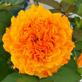 Mango Lieber Rose Plant|芒果酒吧/芒果丽娃 image 0