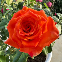 Copacabana Rose Plant|卡巴酷吧拉 image 2