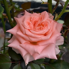 Princess Crown Rose Plant|公主皇冠 image 1