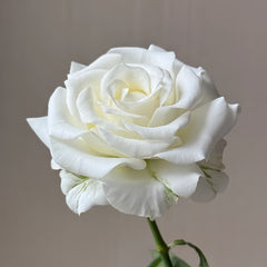 White Chocolate Rose Plant|白巧克力 image 0