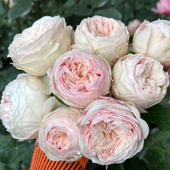 Mansfield Park Rose Plant|曼斯菲尔德庄园 image 0