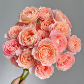 Zhiqiu Rose Plant|知秋 image 0