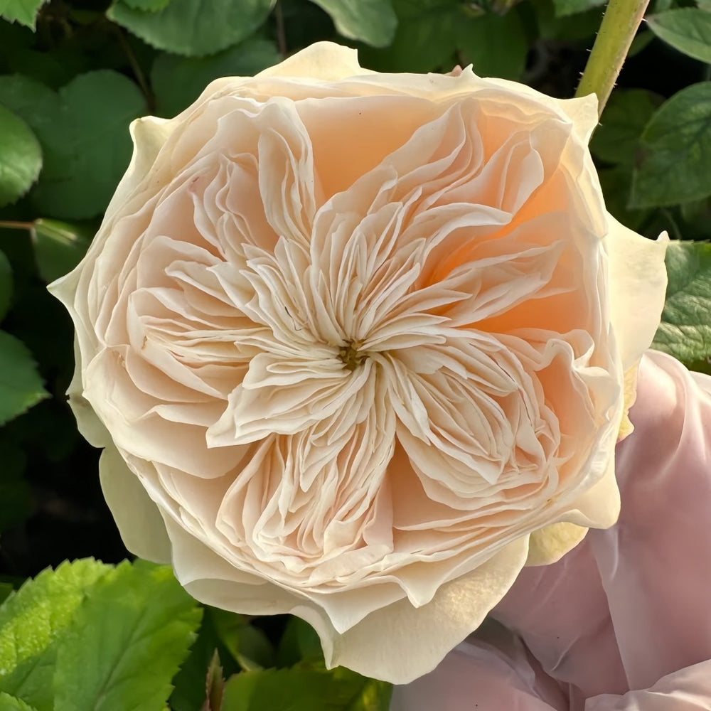 Lovely Harper Rose Plant | 可爱的哈珀 image 0