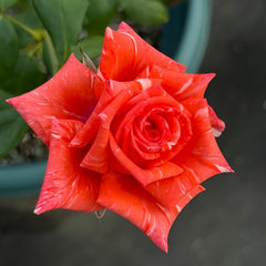 Wild Cat Rose|野猫 image 3