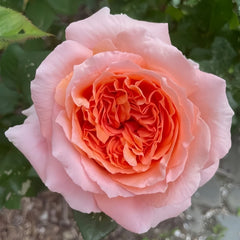 Amour de Molène Rose Plant | 莫莱纳之爱 image 2