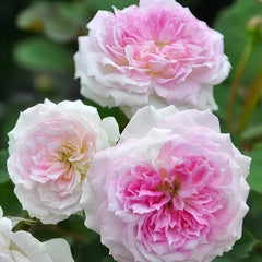 Kírkē Rose Plant|瑟西 image 2