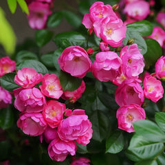 Angela Rose Plant|安吉拉 image 2
