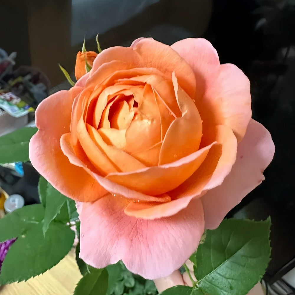 Yuge Rose Plant|渔歌 image 0