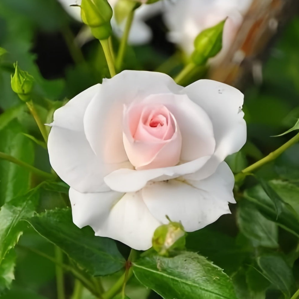 Aspirin Rose Plant|阿司匹林 image 0