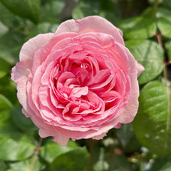 Yves Otome heart Rose Plant|伊芙乙女心 image 1