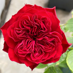 Lovett Rose Plant|爱之花 image 1