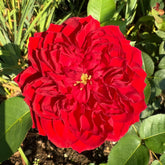 Tess Rose Plant | 苔丝 image 0