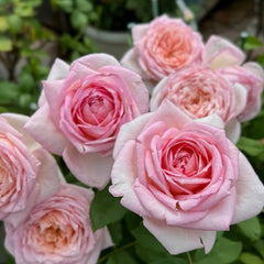 Fendai Rose Plant|粉黛 image 1