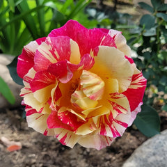 Maurice Utrillo Rose Plant|莫里斯•尤特里罗 image 0