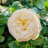 Artemis Rose Plant|月亮女神 image 0
