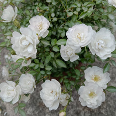 Yukihime Rose Plant|雪姬 image 1