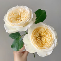 Royal Park Rose Plant|皇家园林 image 1