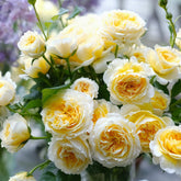 Beatrice Rose Plant|碧翠丝 image 0