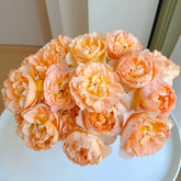 Shreuk Rose Plant|日出 image 0