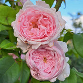 Giardina Rose Plant|贾尔迪纳 image 0